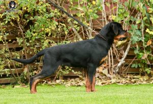 ротвейлер Ajax Unserbund