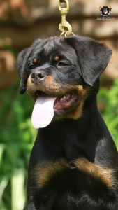 ротвейлер BRONX UNSERBUND (MALE)