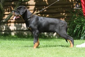 ротвейлер BRONX UNSERBUND (MALE)