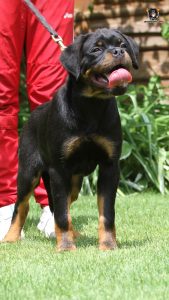 ротвейлер BRONX UNSERBUND (MALE)