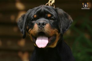 ротвейлер BESSO UNSERBUND (MALE)