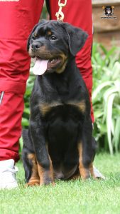 ротвейлер BRIX UNSERBUND (MALE)