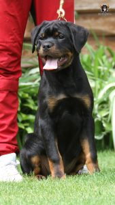 ротвейлер BRIX UNSERBUND (MALE)