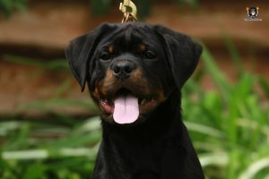 ротвейлер BRIX UNSERBUND (MALE)