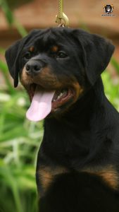ротвейлер BRIX UNSERBUND (MALE)