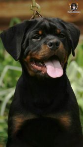 ротвейлер BRIX UNSERBUND (MALE)