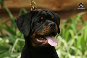 ротвейлер BRIX UNSERBUND (MALE)