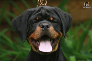 ротвейлер Bredley Unserbund (MALE)