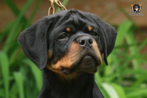 ротвейлер Bredley Unserbund (MALE)