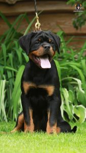 ротвейлер Bredley Unserbund (MALE)