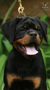 ротвейлер Bredley Unserbund (MALE)