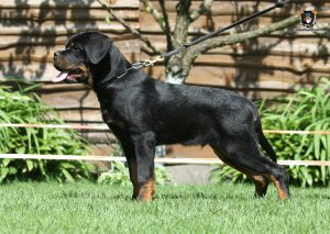 ротвейлер BRIX UNSERBUND (MALE)