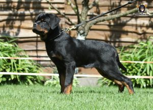 ротвейлер BRIX UNSERBUND (MALE)