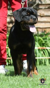 ротвейлер BRIX UNSERBUND (MALE)