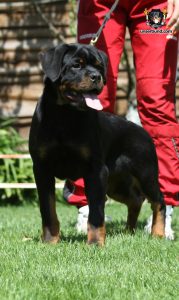 ротвейлер BRIX UNSERBUND (MALE)