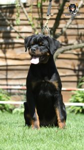 ротвейлер BRIX UNSERBUND (MALE)