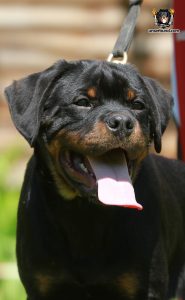 ротвейлер BRIX UNSERBUND (MALE)