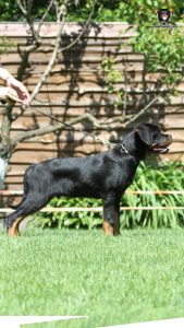 ротвейлер BRONX UNSERBUND (MALE)