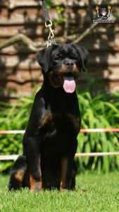 ротвейлер BRONX UNSERBUND (MALE)