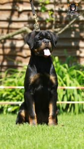 ротвейлер BRONX UNSERBUND (MALE)