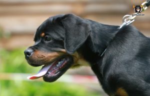 ротвейлер Bredley Unserbund (MALE)