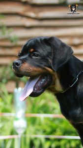 ротвейлер Bredley Unserbund (MALE)
